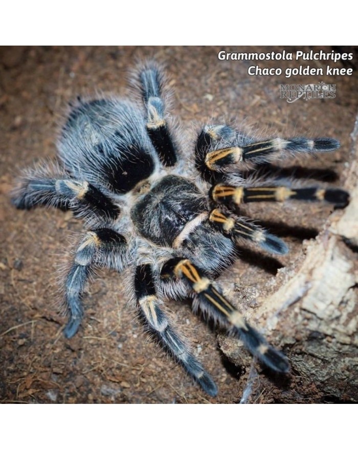 Grammostola Pulchripes Chaco Golden Knee 1 New World